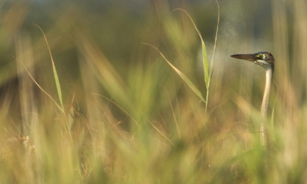 heron-pourpre-trunvel -mention-legale